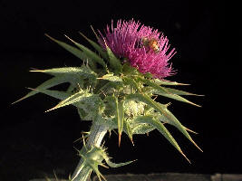 milk thistle can improve liver function